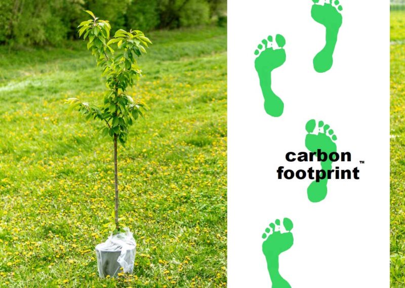 Image of tree sapling and Carbon Footprint logo. Representing our aims as low carbon construction contractors