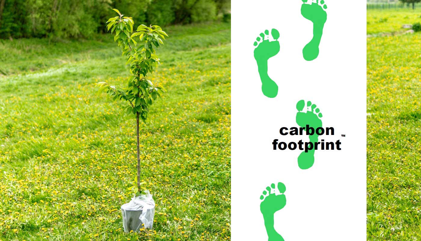 Image of tree sapling and Carbon Footprint logo. Representing our aims as low carbon construction contractors